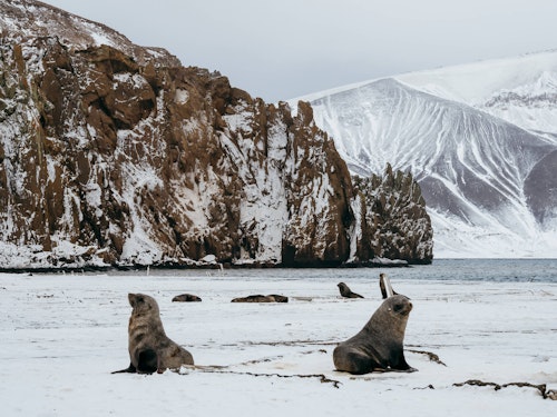 Fur Seals, Deception Island, Antarctica, Matt Horspool