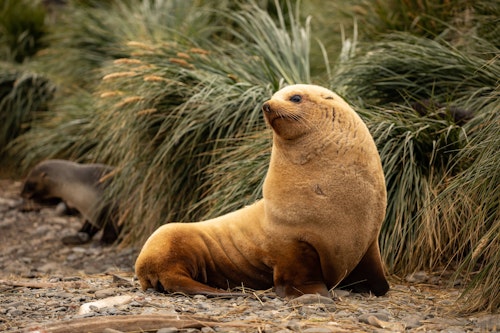 Fur Seal, Godthul, South Georgia, Pia Harboure