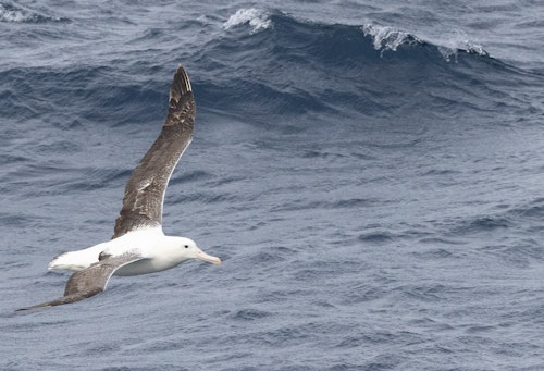 Wandering albatross, South Georgia, Antarctica, Jocelyn Pride