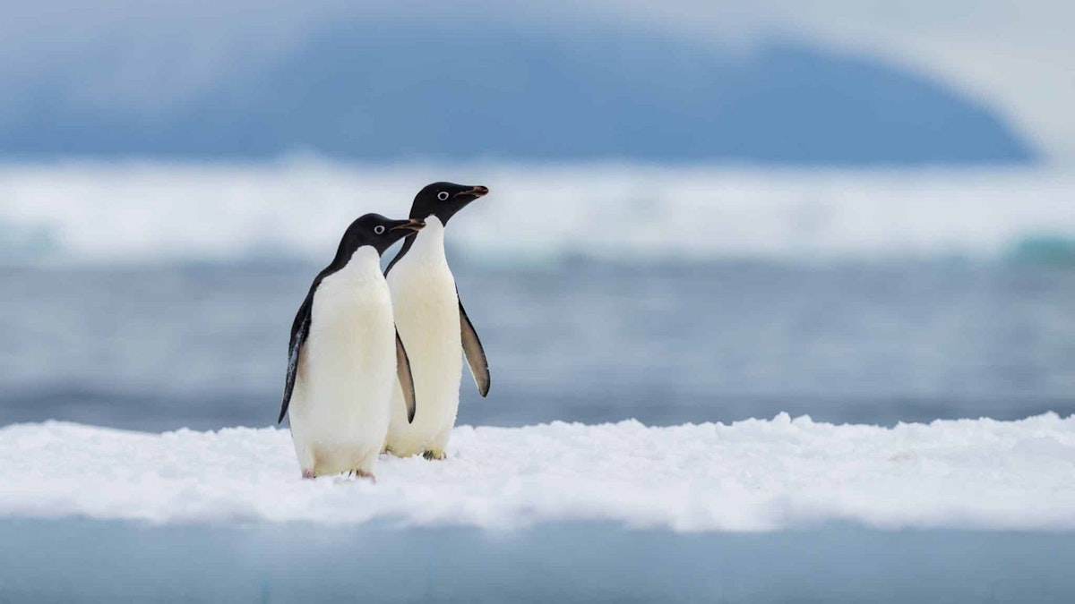 Adelie penguins at Cape Adare, Antarctica, shutterstock