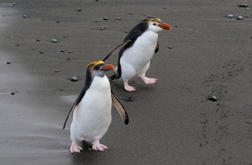 Royal Penguins, Macquarie Island, Australia, Clem Ditton, Lightroom