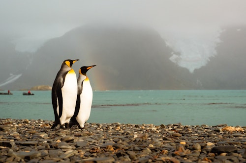 King Penguins, South Georgia, Tyson Mayr