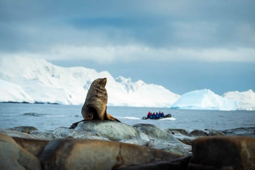 Fur Seal, Hydrurga Rock, Antarctica, Tyson Mayr