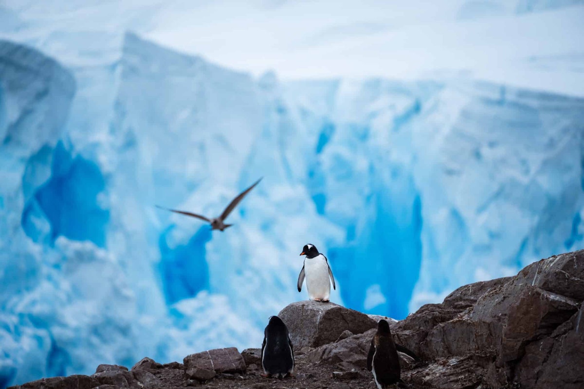 Gentoo Penguin, Neko Harbour, Antarctica, Tyson Mayr