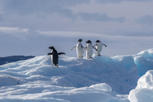 Four Adelie Penguins, Antarctica, Scott Portelli