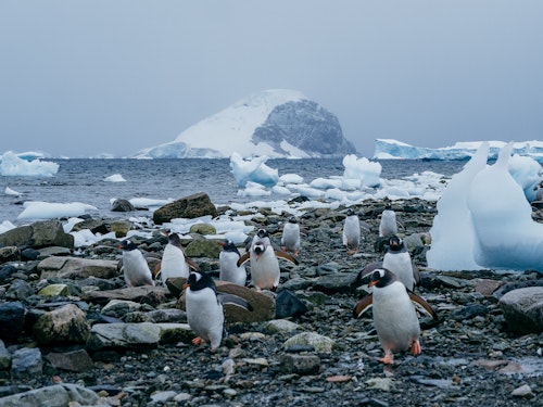 Gentoo Penguins Waddling Along the Beach, Danco Island, Antarctica, Matt Horspool