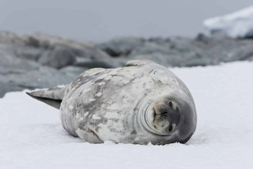Weddell seal, Commonwealth Bay, Antarctica, Shutterstock