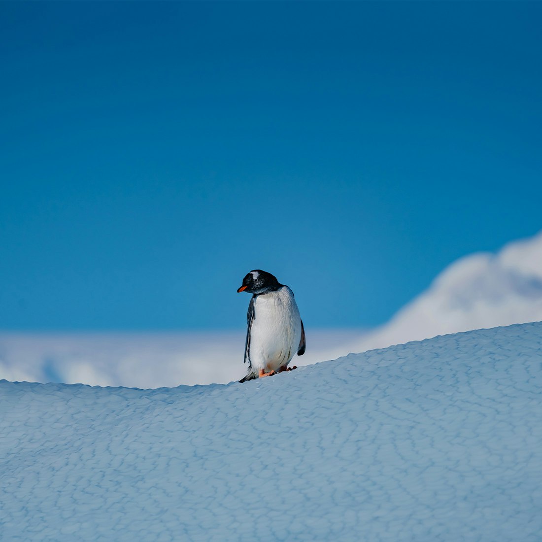 gentoo-penguin-antarctica
