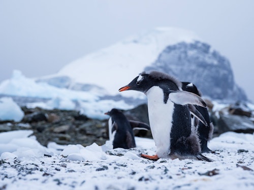 Young Gentoo Penguins, Danco Island, Antarctica, Matt Horspool