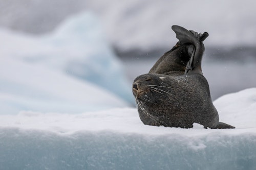 Fur Seal, Antarctica, Scott Portelli