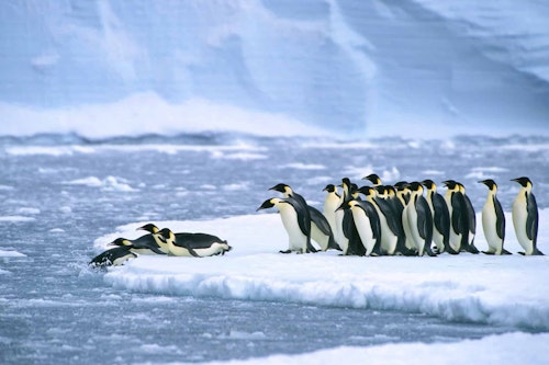 Emperor penguins diving off ice floe, shutterstock