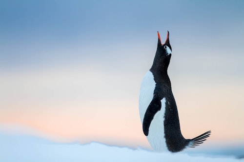 Lonely Gentoo Howling at the Midnight Sun, Damoy Point, Antarctica, Mike Young