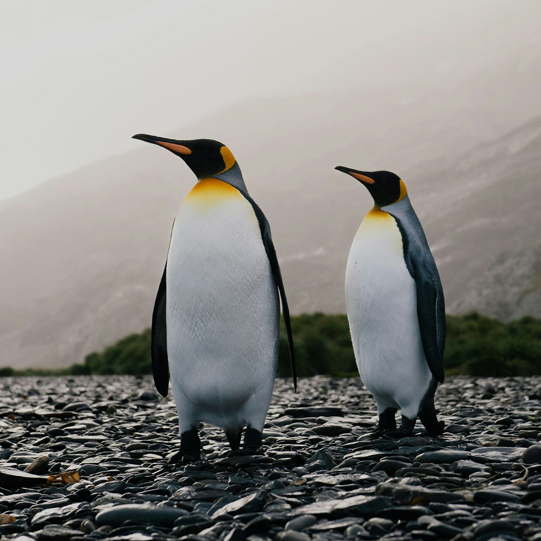 south-georgia-king-penguins