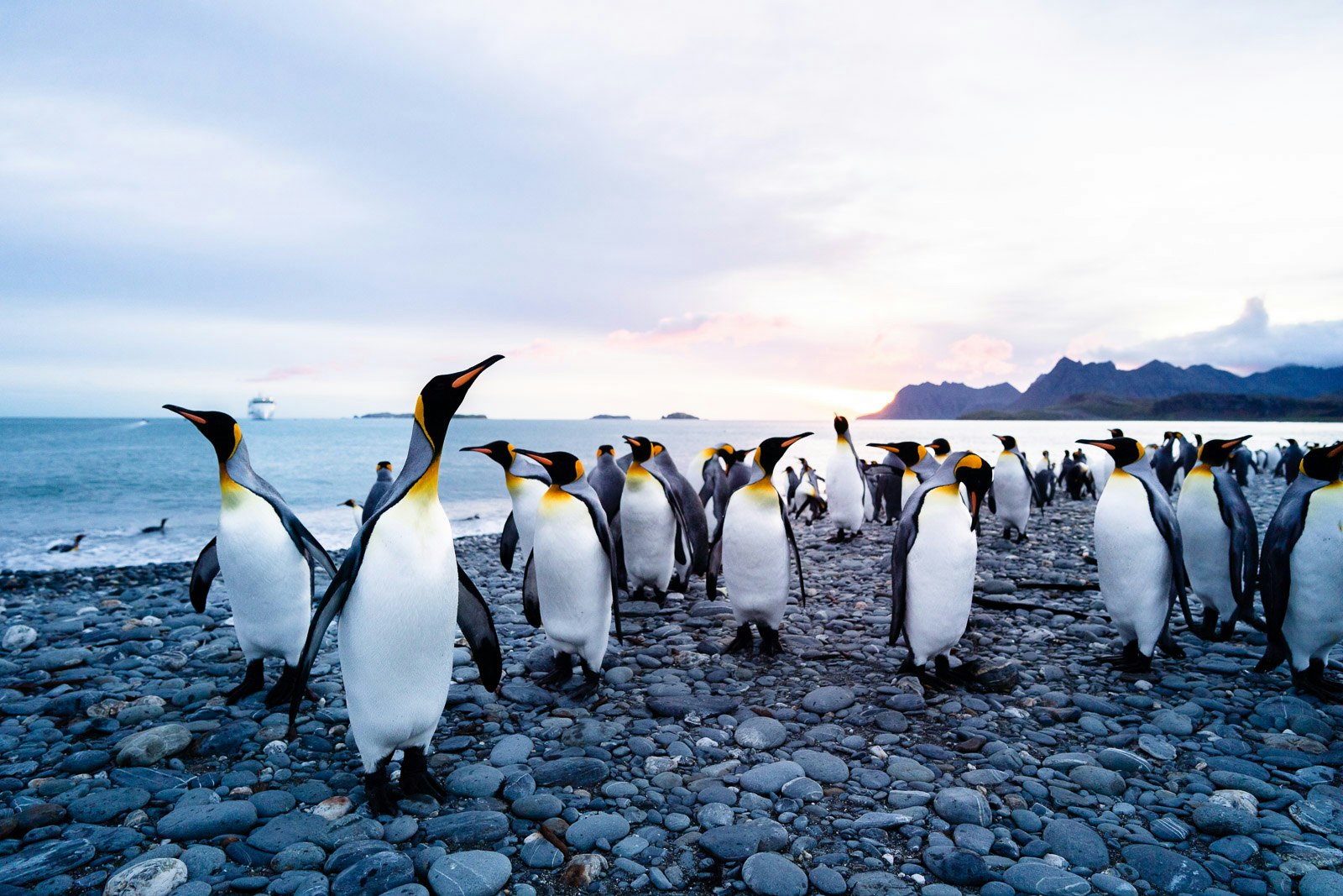 King Penguins with Greg Mortimer, South Georgia, Tyson Mayr