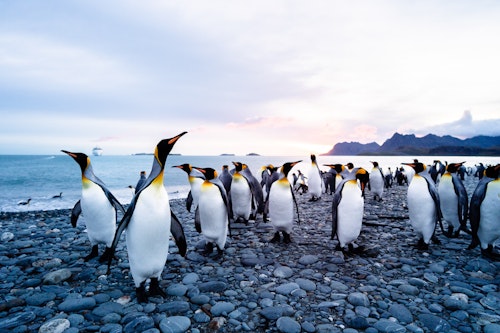King Penguins with Greg Mortimer, South Georgia, Tyson Mayr