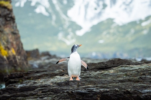 Gentoo Penguin, Salisbury Plain, South Georgia, Tyson Mayr