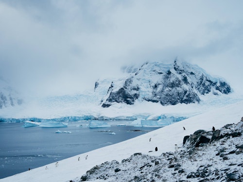 Gentoo Penguins Climbing Snowy Hill, Danco Island, Antarctica, Matt Horspool