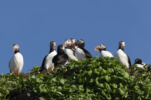 Atlantic-Puffins