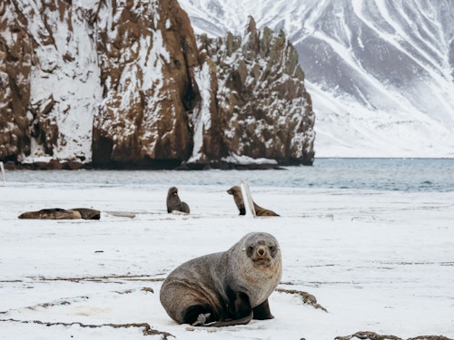 Angry Seal, Deception Island, Antarctica, Matt Horspool