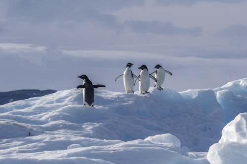 Four Adelie Penguins, Antarctica, Scott Portelli