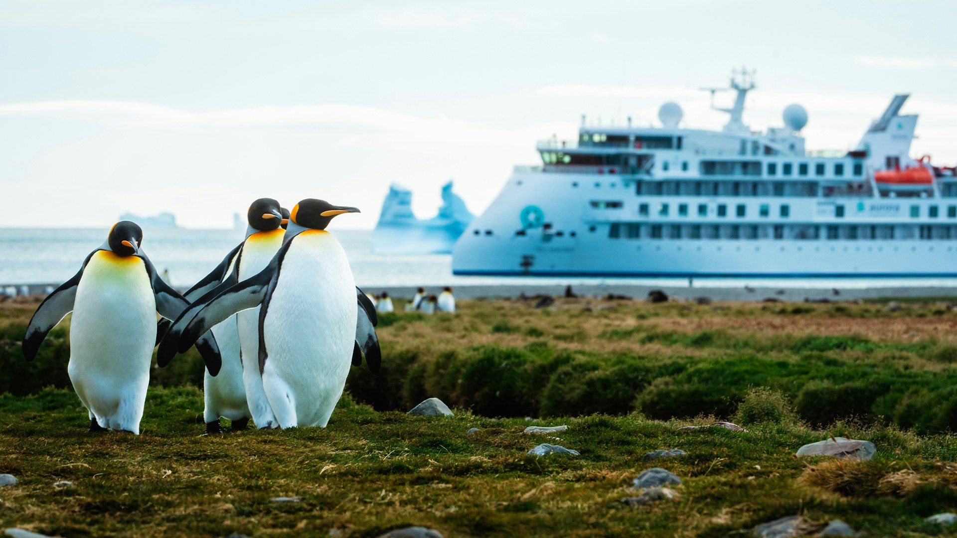king-penguin-south-georgia